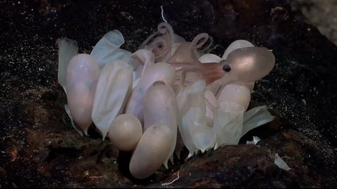 Sensationelle Entdeckung in der Tiefsee: Neue Oktopus-Arten gefunden