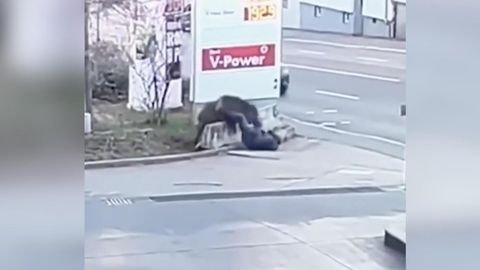 An einer Tankstelle in Stuttgart kam ein Wildschwein aus einem Gebüsch gelaufen und griff einen 77-Jährigen an.